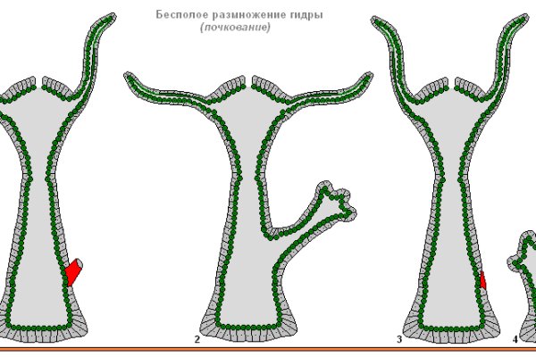 Кракен адрес